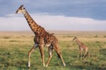 giraffe-small.jpg