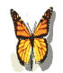 monarch_flap_md_wht.gif