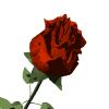 redrosewht.gif