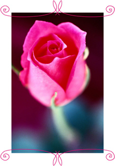 vpinkrose1cp.jpg